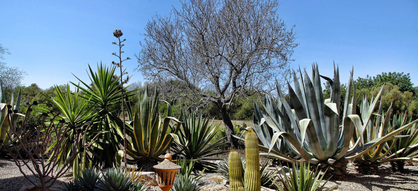 Mediterraner Kakteengarten